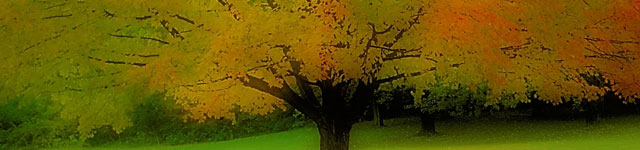 Palmetto Avenue Baptist Church | Sanford, FL header image