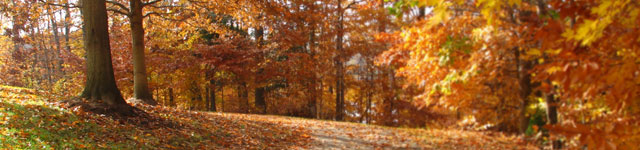 Palmetto Avenue Baptist Church | Sanford, FL header image